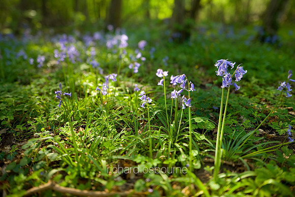 V5W12  Bluebells, Ashwellthorpe Lower Wood, Norfolk, UK