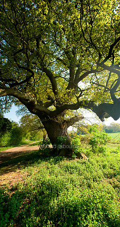 V4F6 The Great Oak, Hempnall, Norfolk