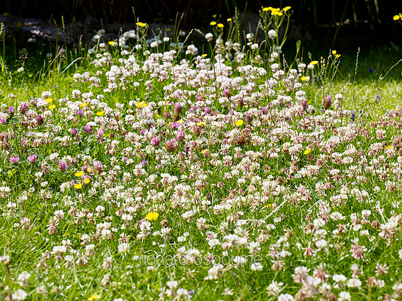 V8W59  White Clover and Wildflowers, Norfolk, UK