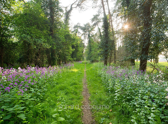 V5N1  Honesty Flowers, Elveden, Norfolk. UK