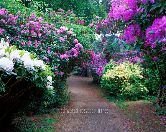 V1N18 Rhododendrons, Sheringham Park