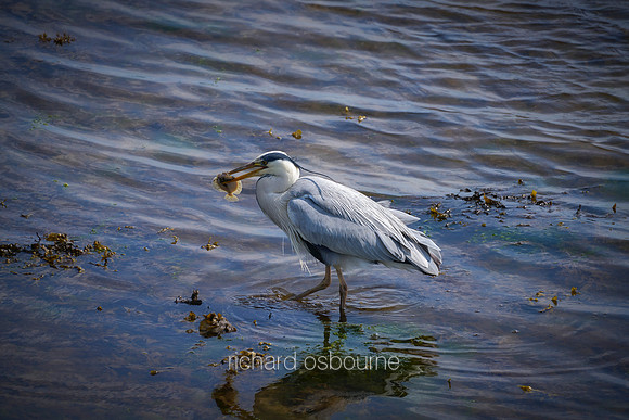 V20AN3  Grey Heron Fishing, Strangford Lough, County Down, Northern Ireland