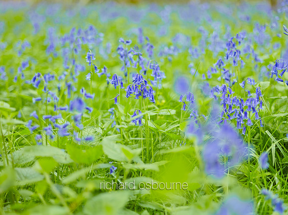 NWT Wayland Wood, Norfolk, UK