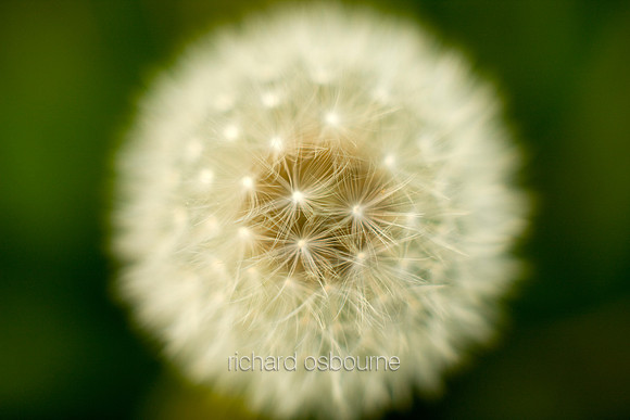 V5D2  Dandelion Clock