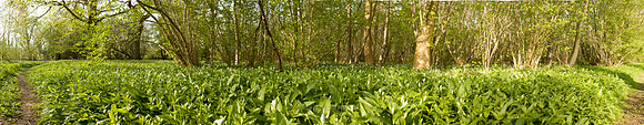 P2F4 Ramsons, Lower Wood Ashwellthorpe, Norfolk