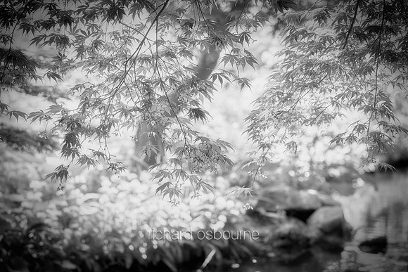 V19DM4  Japanese Acer