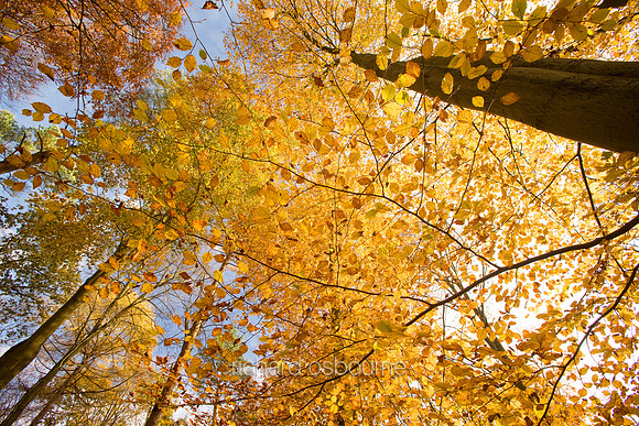 V3F7 Autumn Beeches