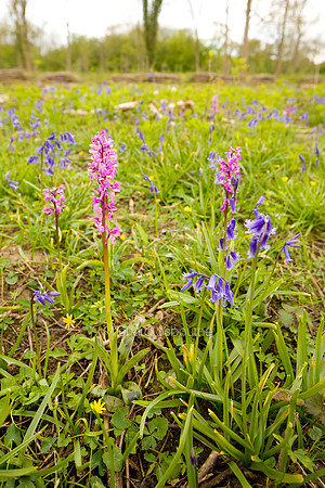 V4W8 Early Purple Orchids, Lower Wood Ashwellthorpe, Norfolk