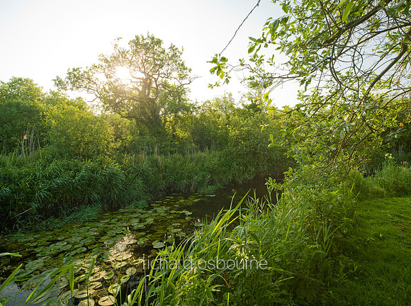 V5N21  Early Summer, Ted Ellis Nature Reserve, Norfolk Broads, UK
