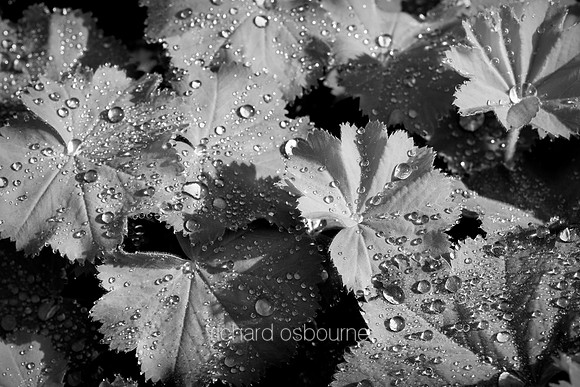 V12DM3  Ladies Mantle After Rain