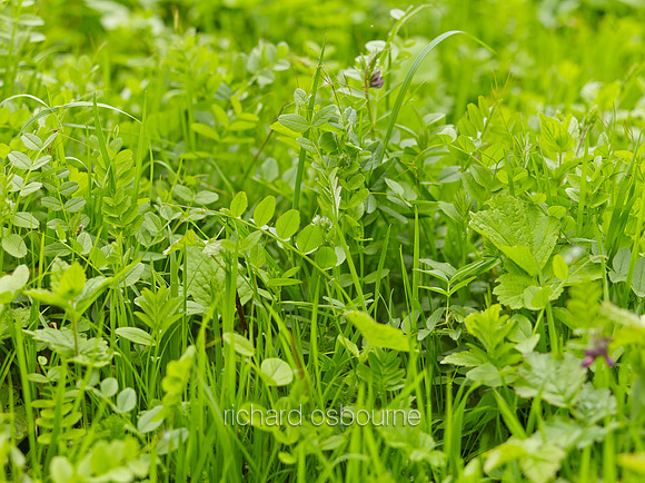 V8W20  Common Vetch, NWT Wayland Wood, Norfolk, UK