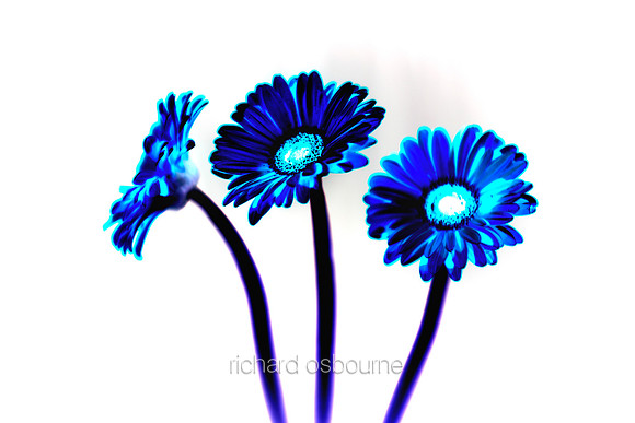 V8A1  Gerbera