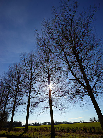 V6F2  Row of Lime Trees, Norfolk, UK