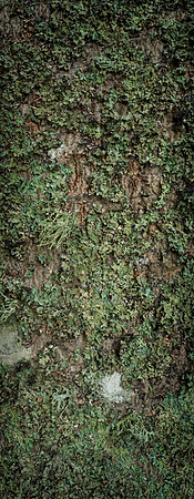 V15T12  Sycamore Tree Bark