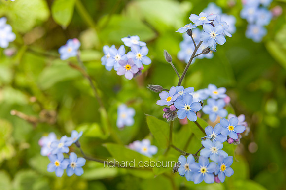 V4W6 Wood Forget-Me-Not, Lower Wood Ashwellthorpe