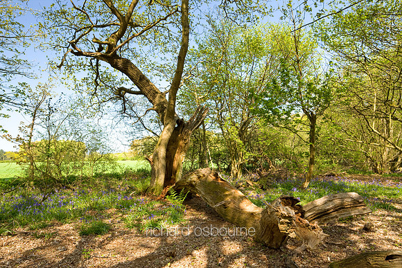 V4F12 Pollarded Oak III, Thursford Wood
