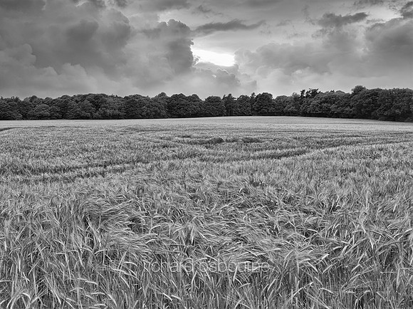 V8BW1  Barley Field and Storm, Norfolk, UK