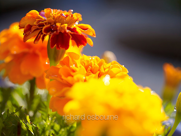 V8FL25  French Marigolds
