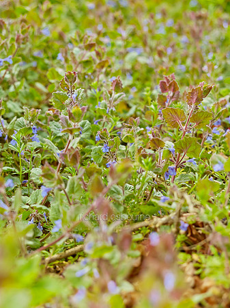 V8W17  Ground Ivy, NWT Wayland Wood, Norfolk, UK