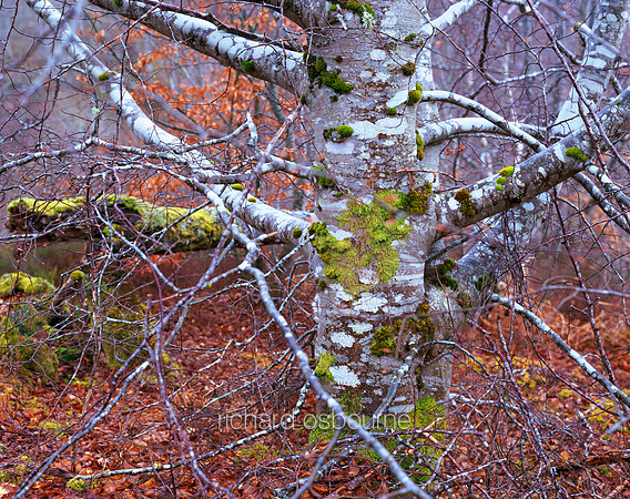 V1S16 Old Silver Birch, Rogie Falls, Inverness