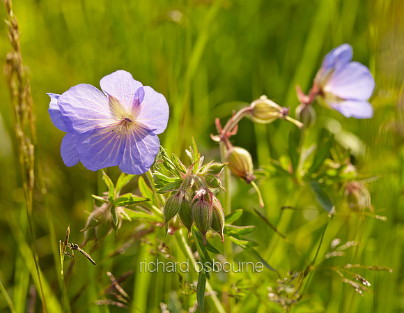 V8W50  Wild Geranium