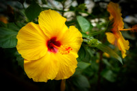 V20FL2  Yellow Hibiscus Flower