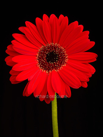 V8FL12  Red Gerbera