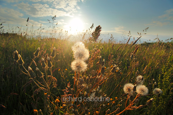 V5W21  Wildflowers and Thistles, NWT Cley Marshes, Norfolk, UK