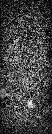 V15DM12  Sycamore Tree Bark