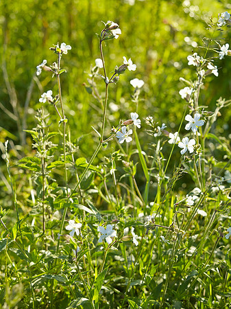 V8W40  White Campion, Norfolk, UK