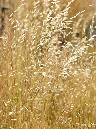 V8D10  Wild Grasses, Crete, Greece