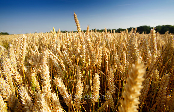 V1N20 Close Up Of Ripe Wheat, July