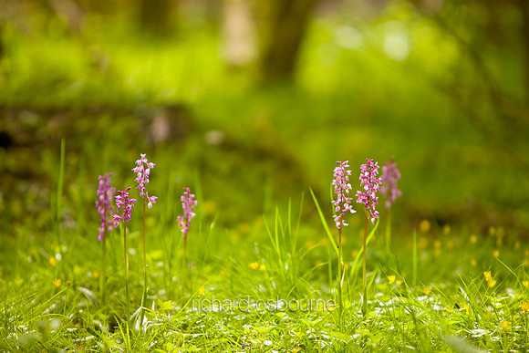 V4W12 Early Purple Orchids, Lower Wood Ashwellthorpe