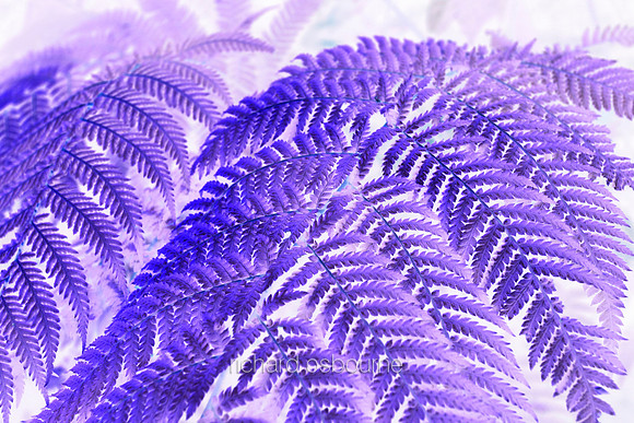 V5A9 Fern