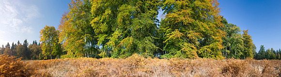 P1F11 Autumn Beeches II