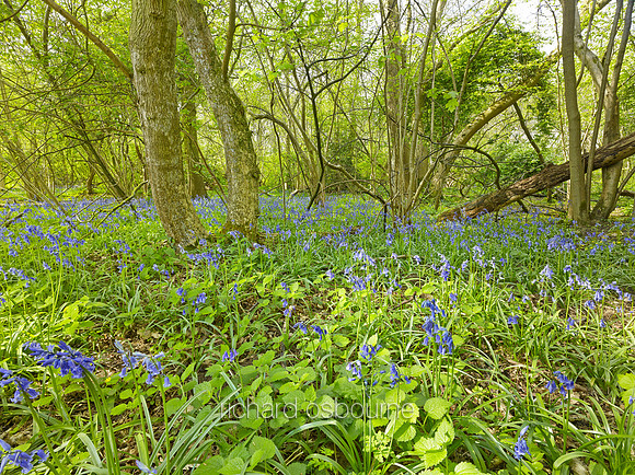 V8W2  Bluebells, NWT Wayland Wood, Norfolk, UK