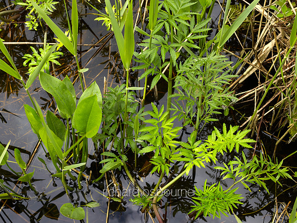 NWT Alderfen Broad, Norfolk, UK