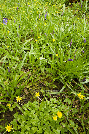 V4W10 Celandines, Lower Wood Ashwellthorpe
