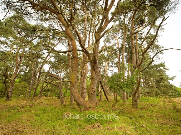V5N6  Scots Pines, NWT East Wretham Heath, Norfolk, UK