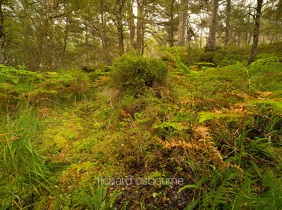 V4RS29  The Black Wood of Rannoch, Perthshire, Scotland