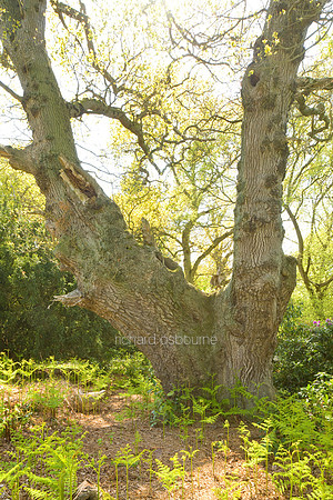 V4N25 Pollarded Oak V, Thursford Wood