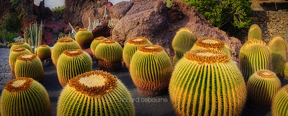 P5L8  Echinocactus Grusonii, Lanzarote