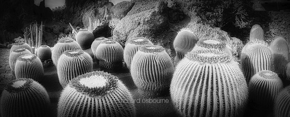 P5L8  Echinocactus Grusonii Abstract