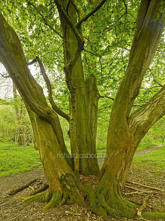 NWT Wayland Wood, Norfolk, UK