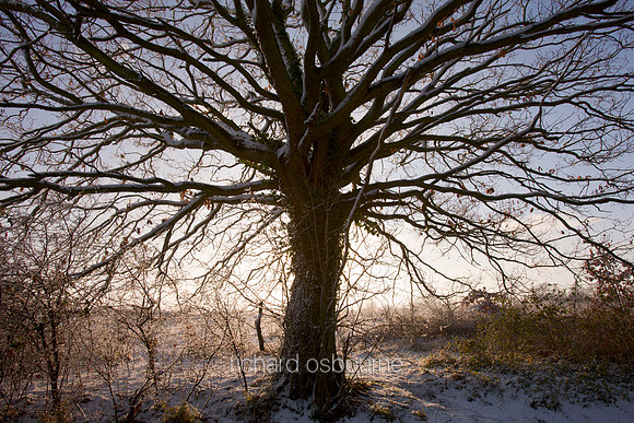 V4F4 Winter Oak