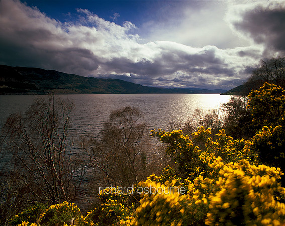 V1S11 Gorse, Loch Ness, Inverness