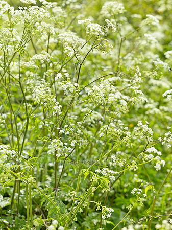 V8W28  Cow Parsley in Spring, Norfolk, UK