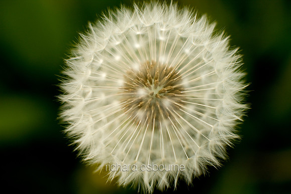 V5D1  Dandelion Clock