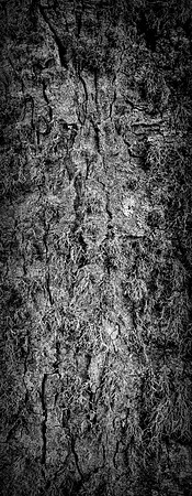 V15DM10  Sycamore Tree Bark