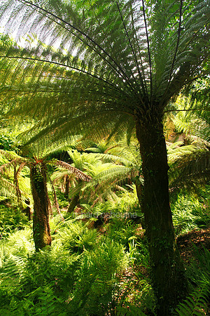 V5G3  Tree Ferns, Trewidden Garden, Penzance, Cornwall, UK